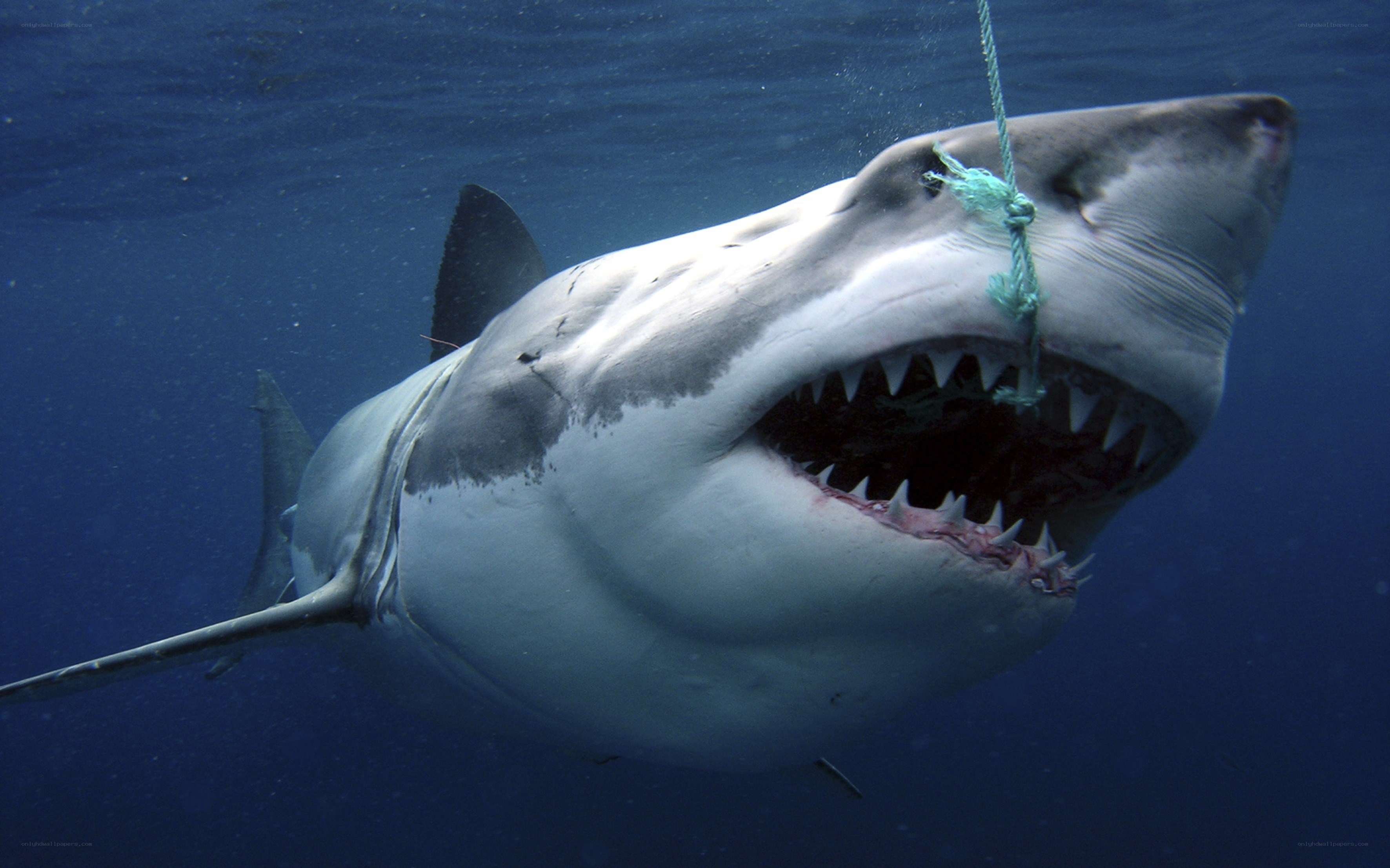 Great white shark underwater