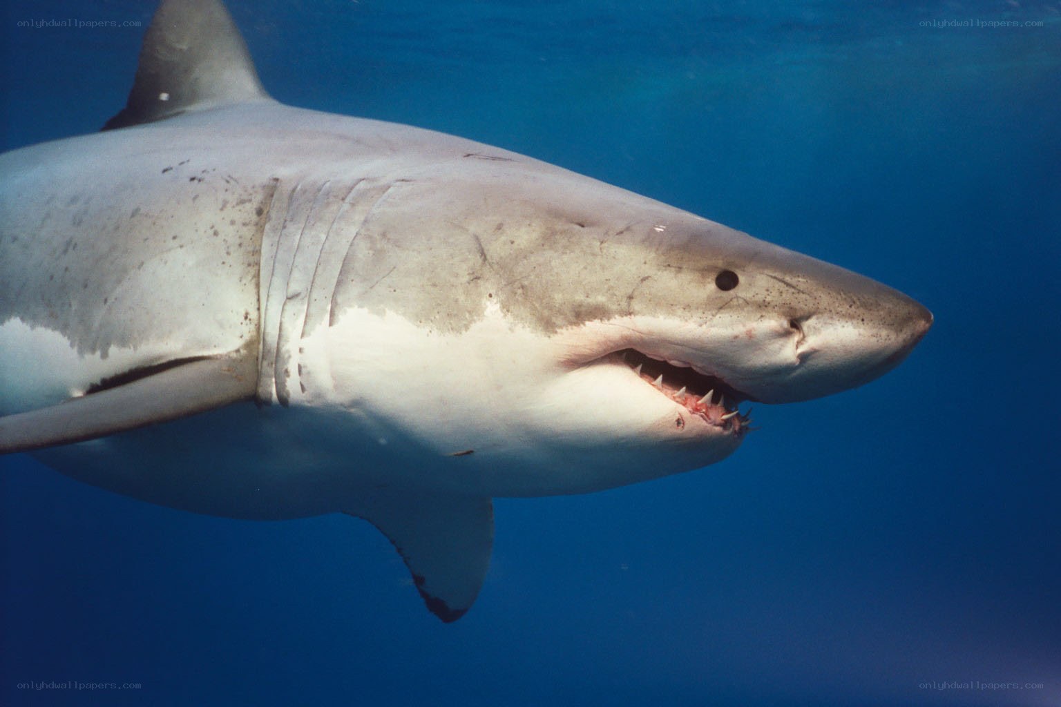 Great white shark underwater