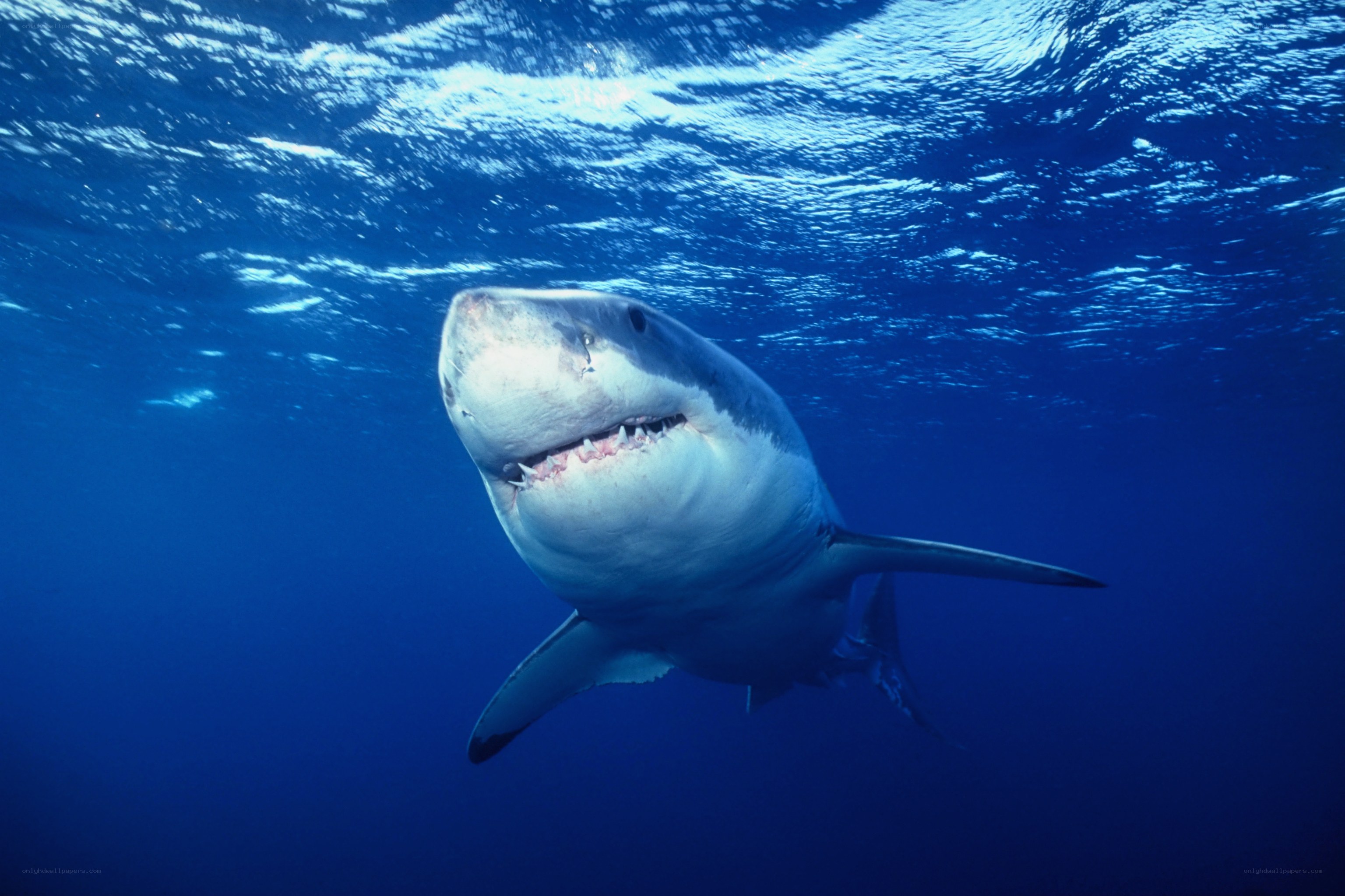 Great white shark underwater