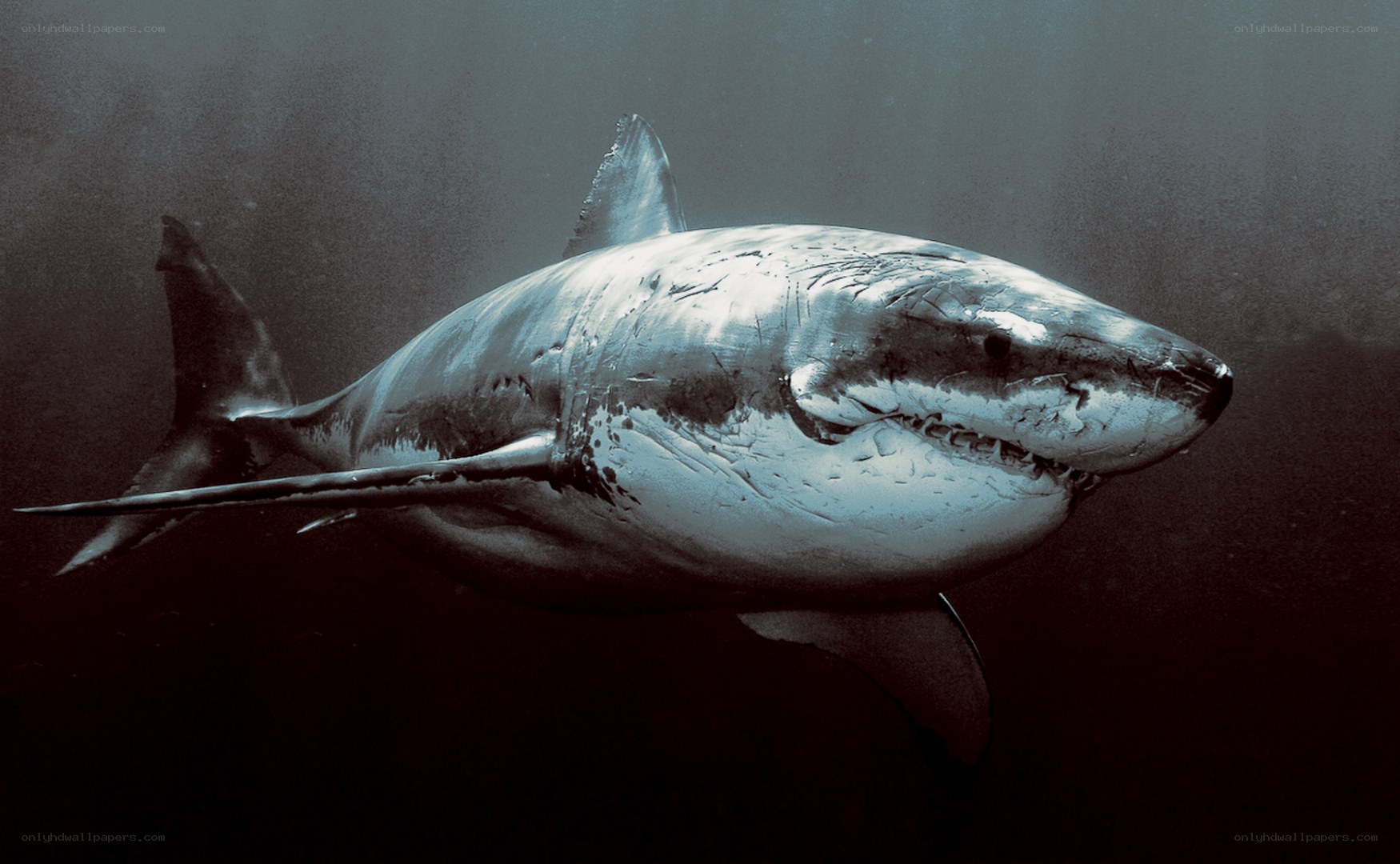 Great white shark underwater