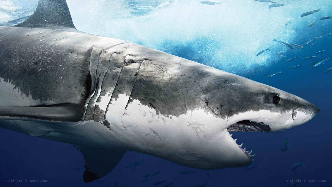 Great white shark underwater