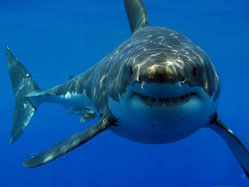 Great white shark underwater