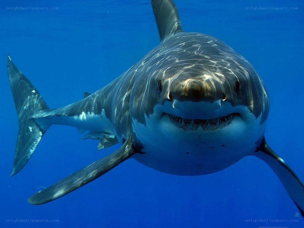 Great white shark underwater