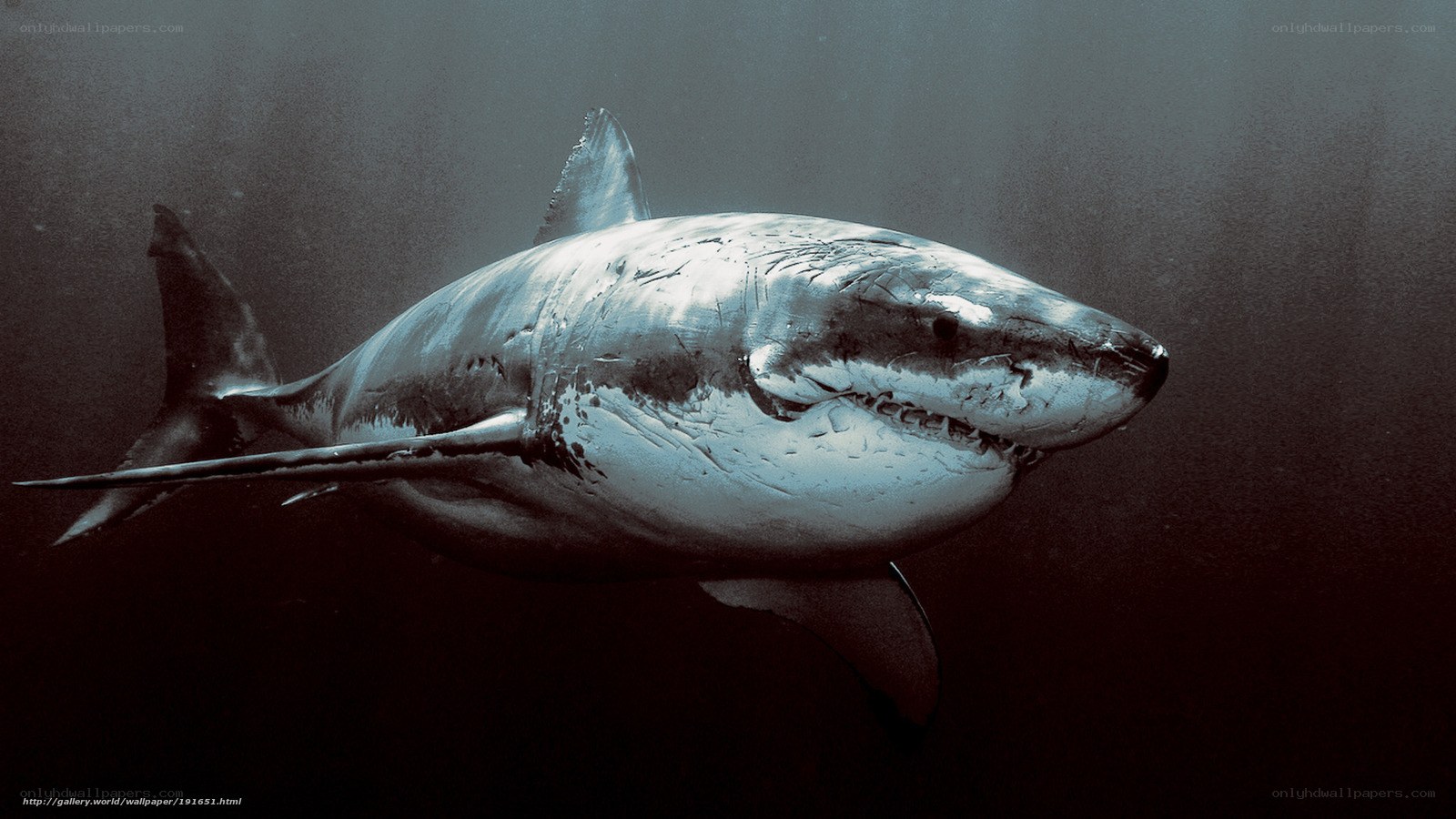 Great white shark underwater