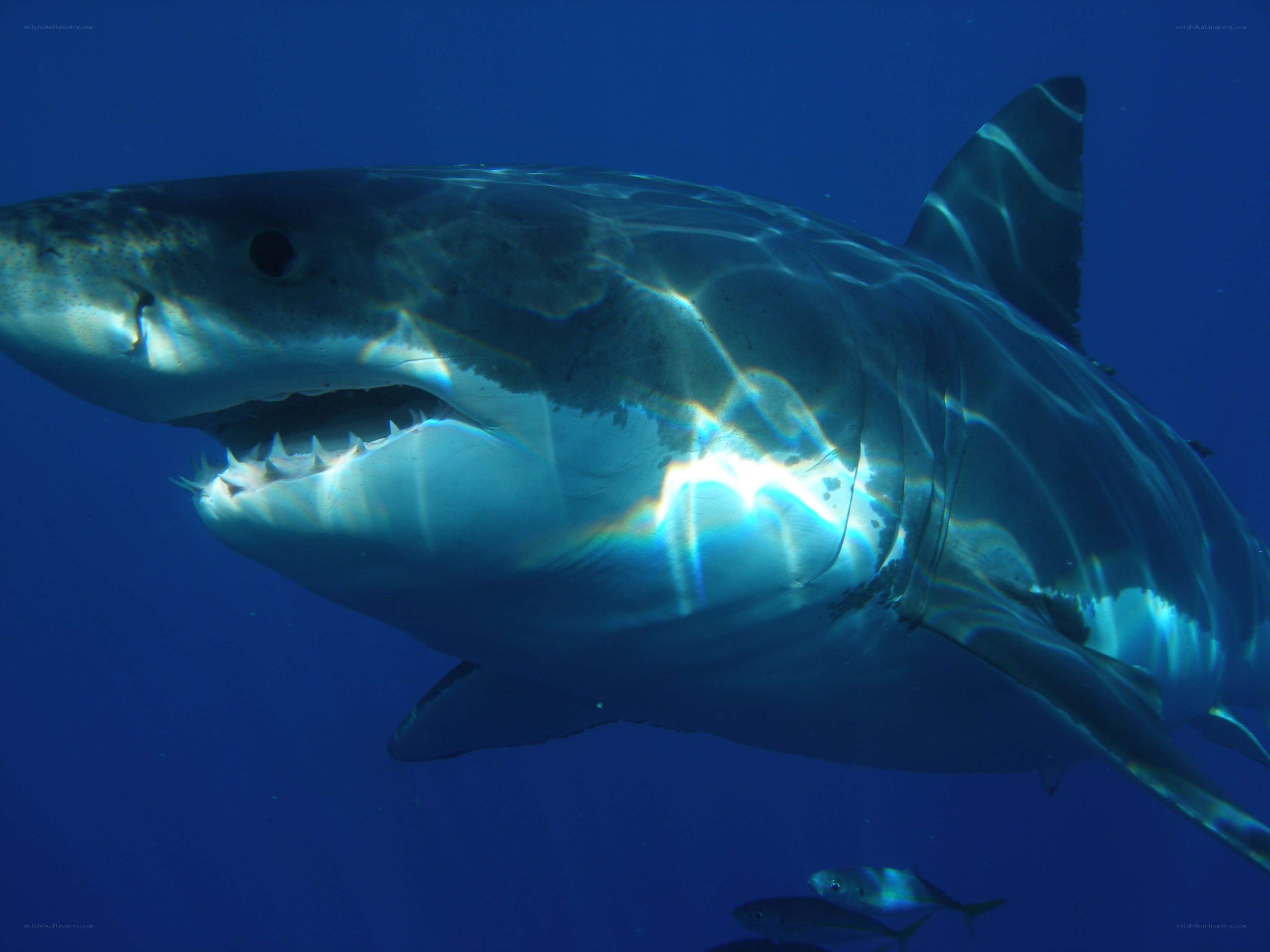 Great white shark underwater