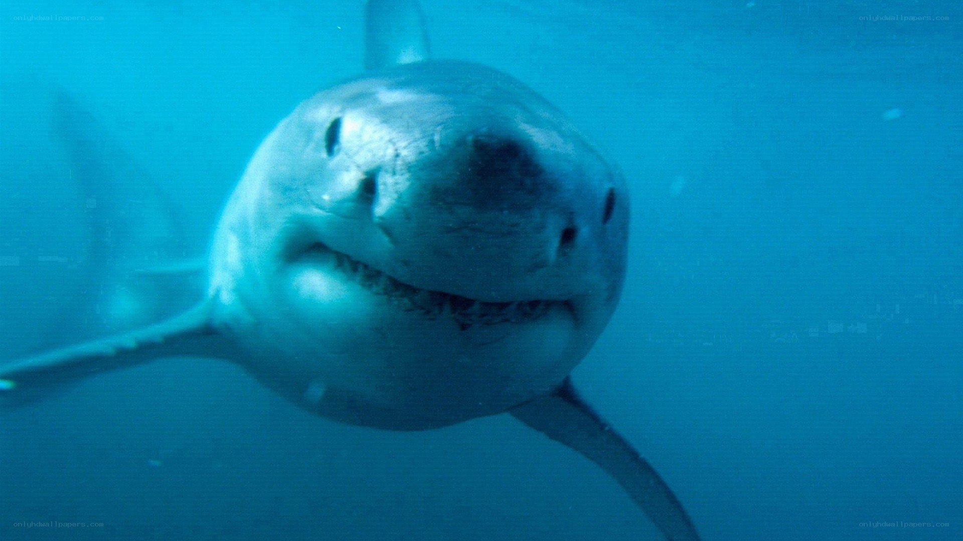 Great white shark underwater