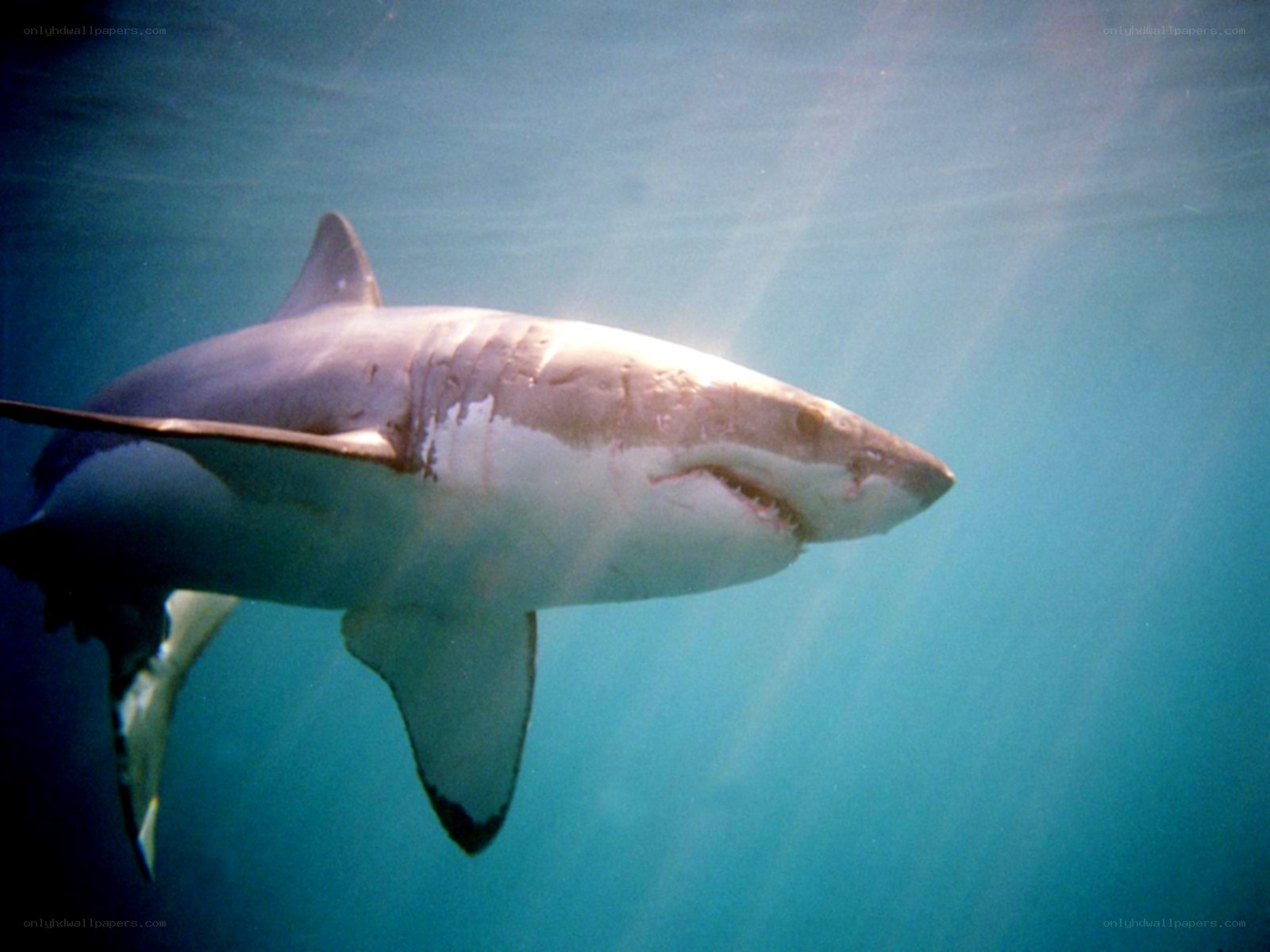 Great white shark underwater