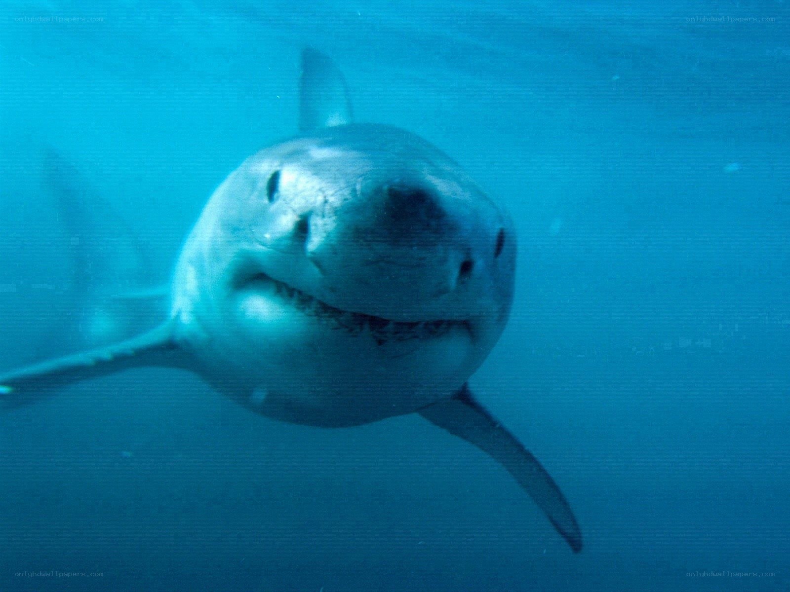 Great white shark underwater