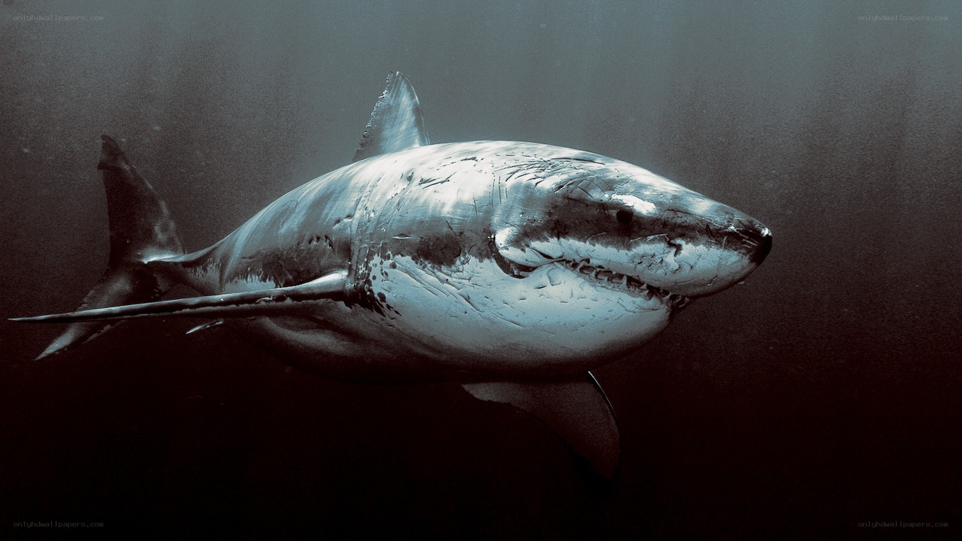 Great white shark underwater