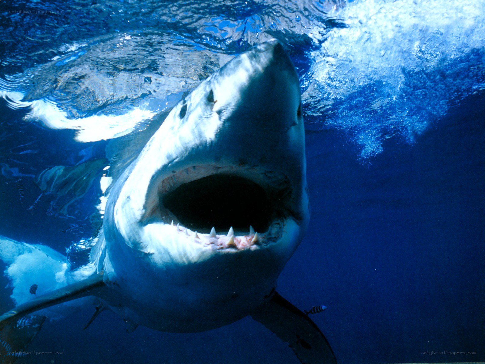 Great white shark underwater