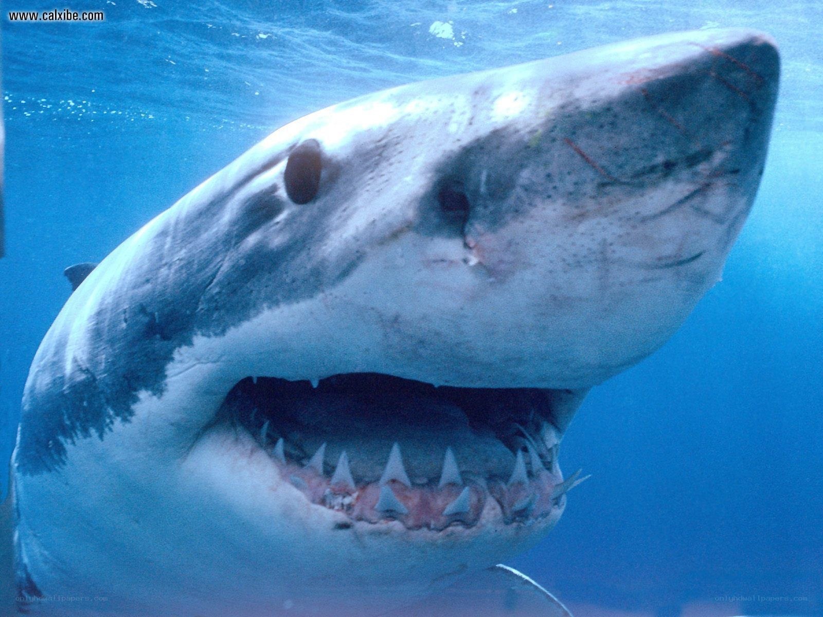 Great white shark underwater
