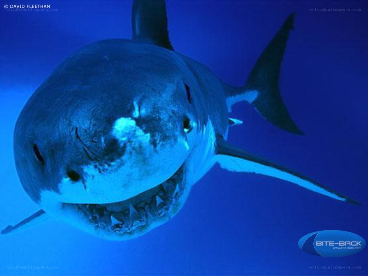Great white shark underwater