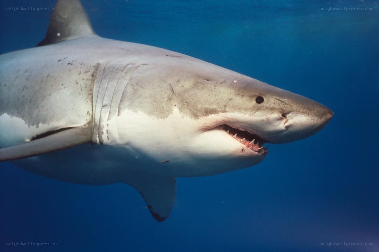Great white shark underwater