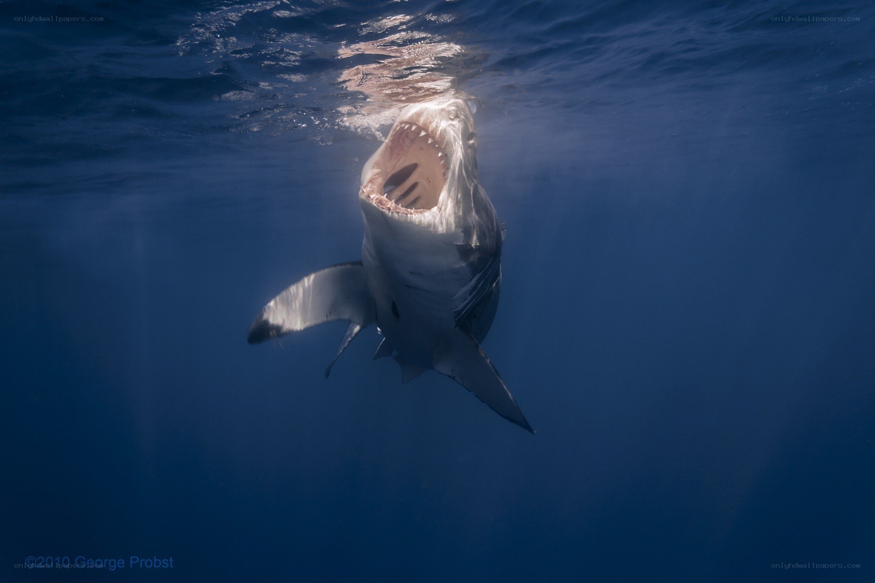 Great white shark underwater