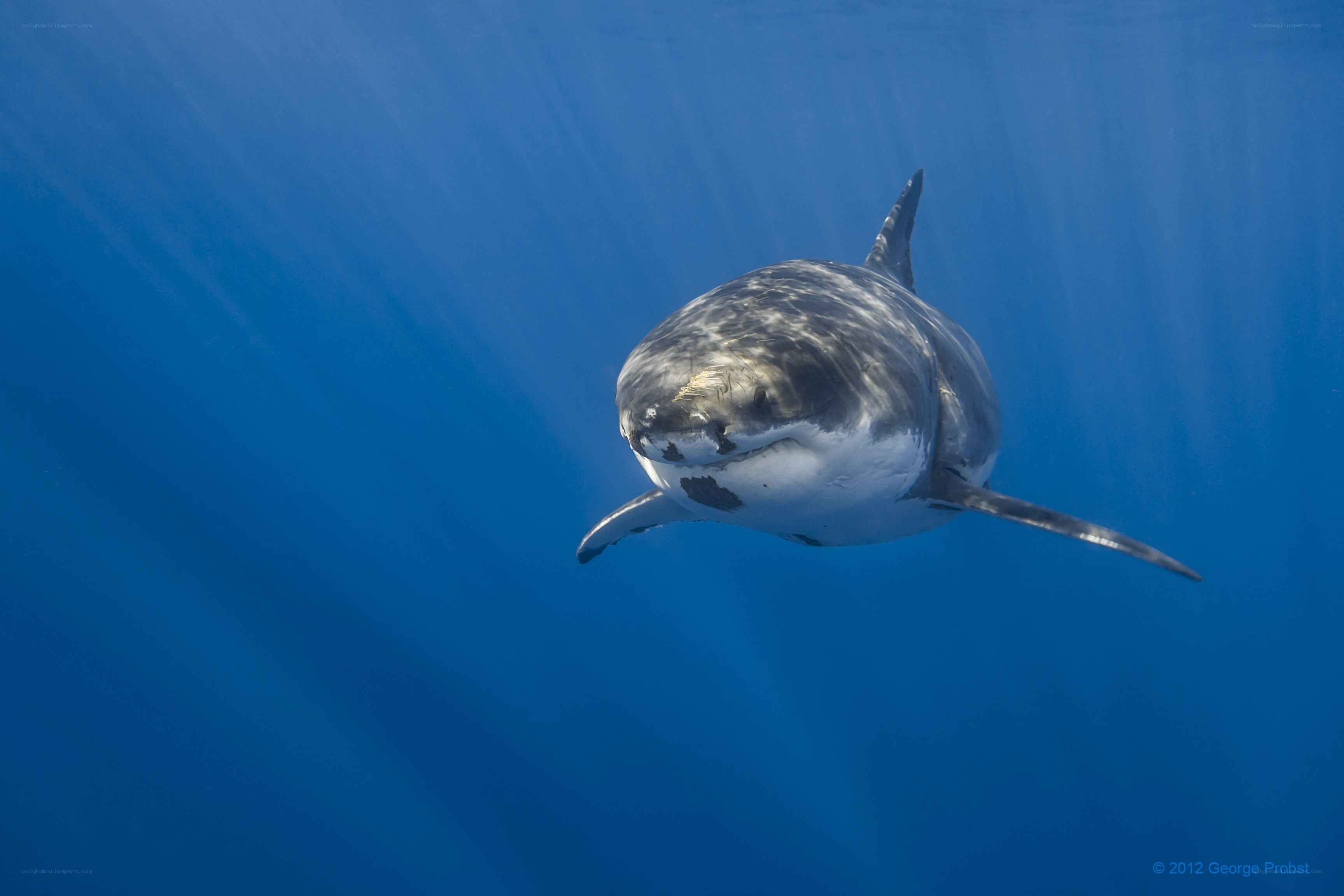 Great white shark underwater