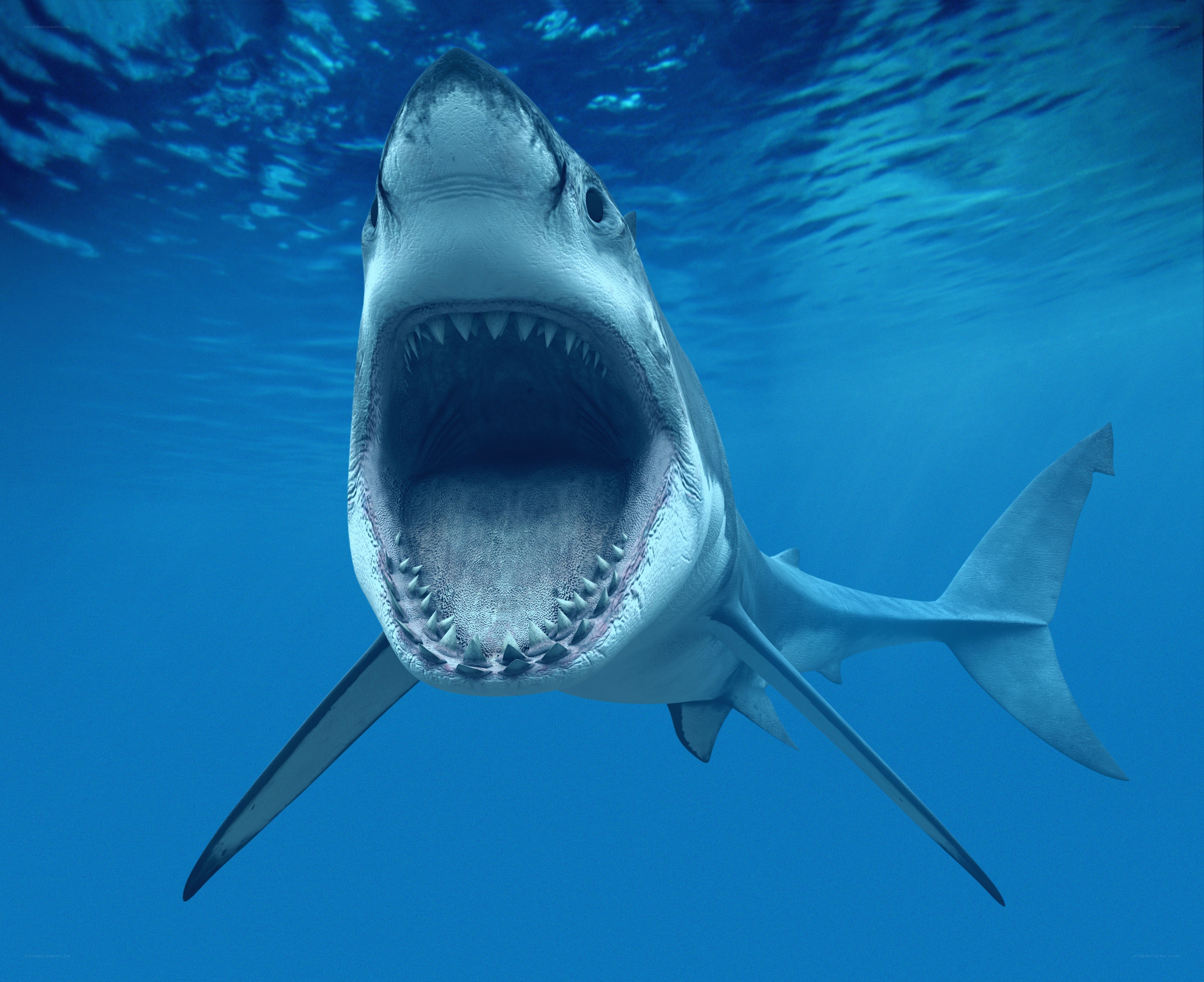 Great white shark underwater