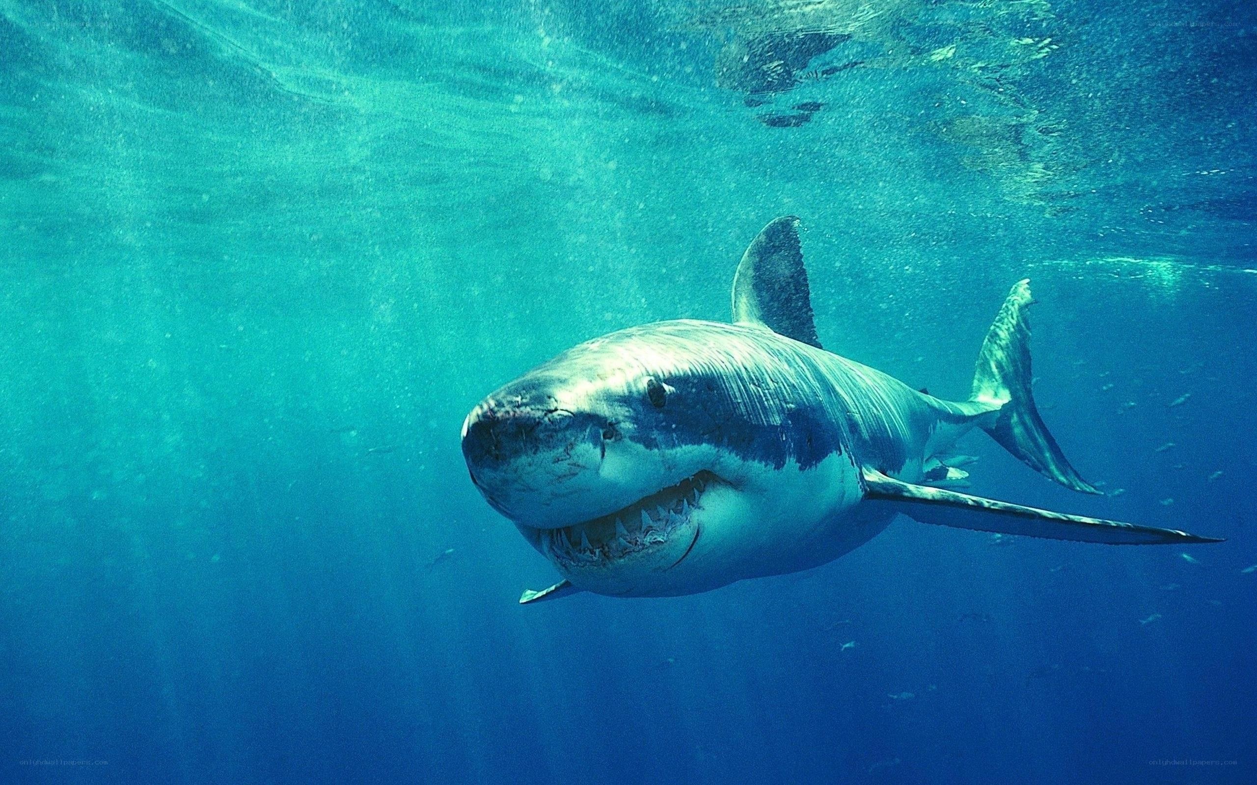 Great white shark underwater