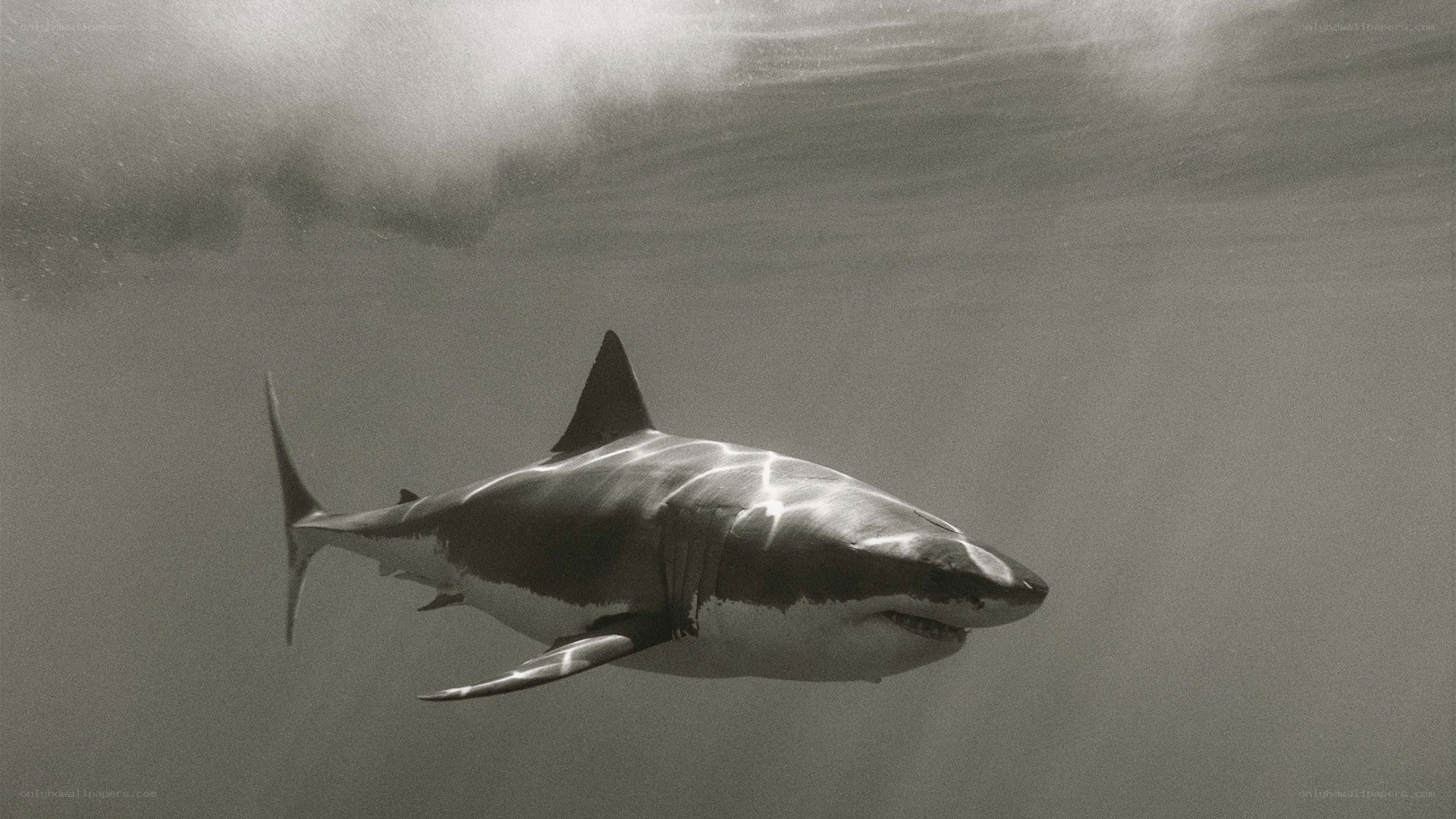 Great white shark underwater