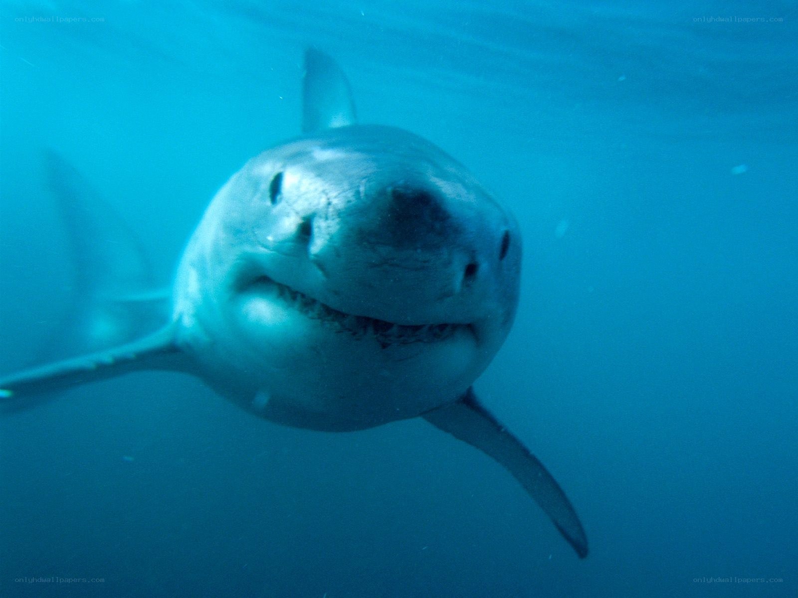 Great white shark underwater