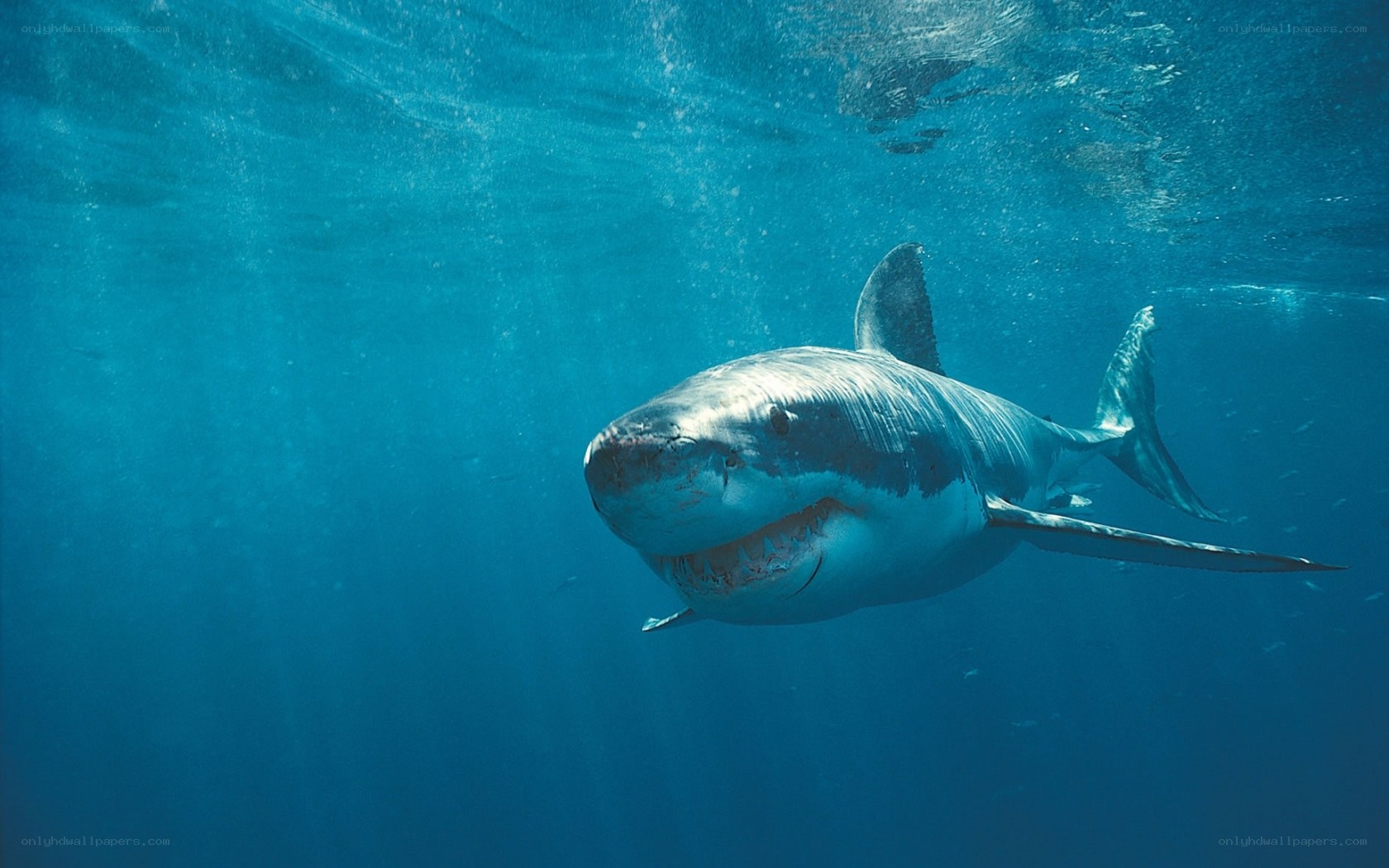 Great white shark underwater