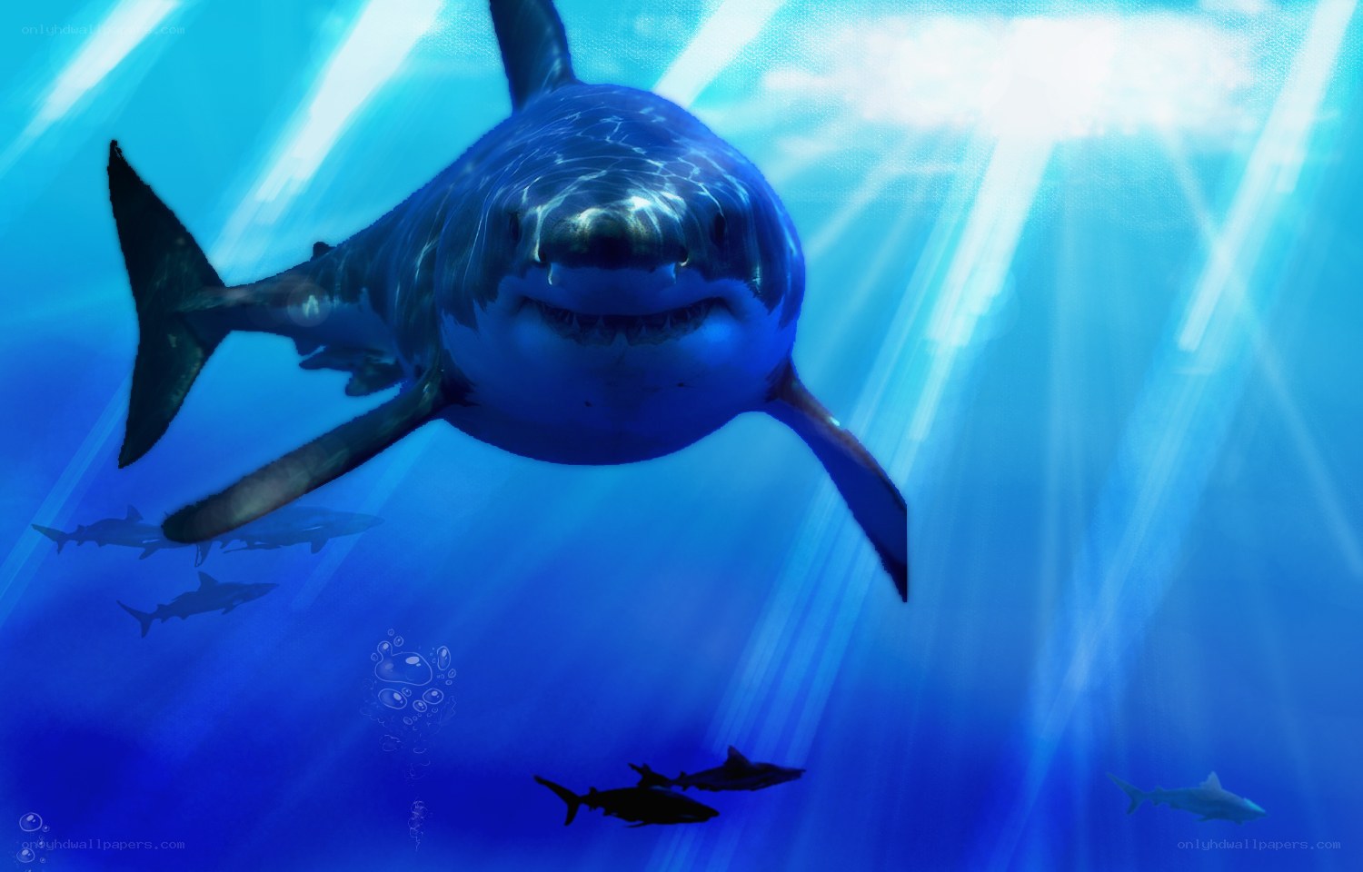 Great white shark underwater