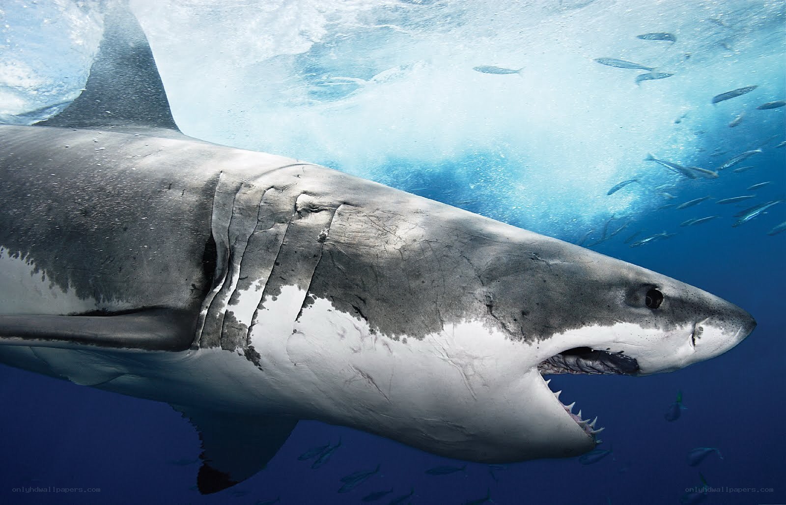 Great white shark underwater