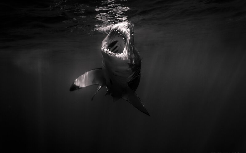 Great White Shark Underwater — Black
