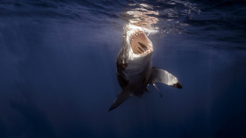 Great White Shark Underwater — Blue, Dramatic