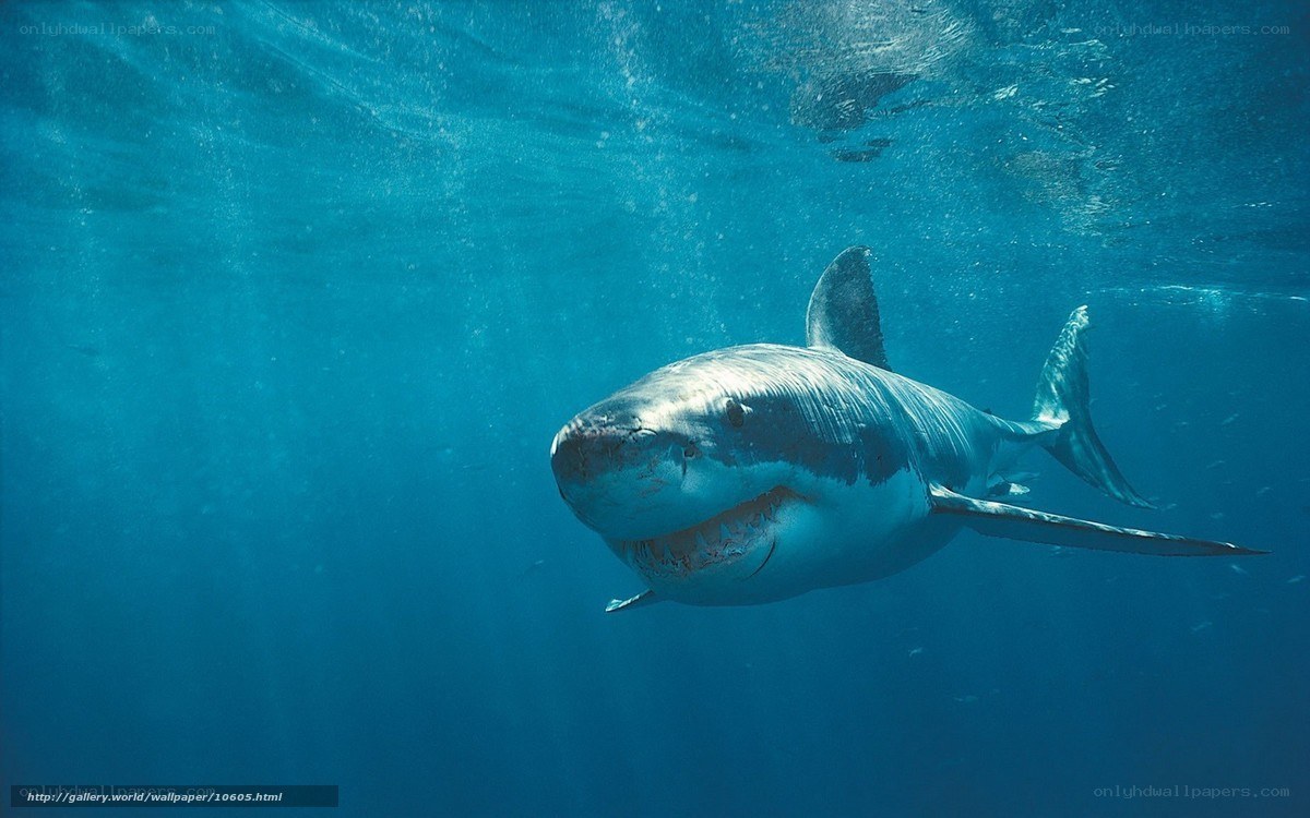 Great white shark underwater