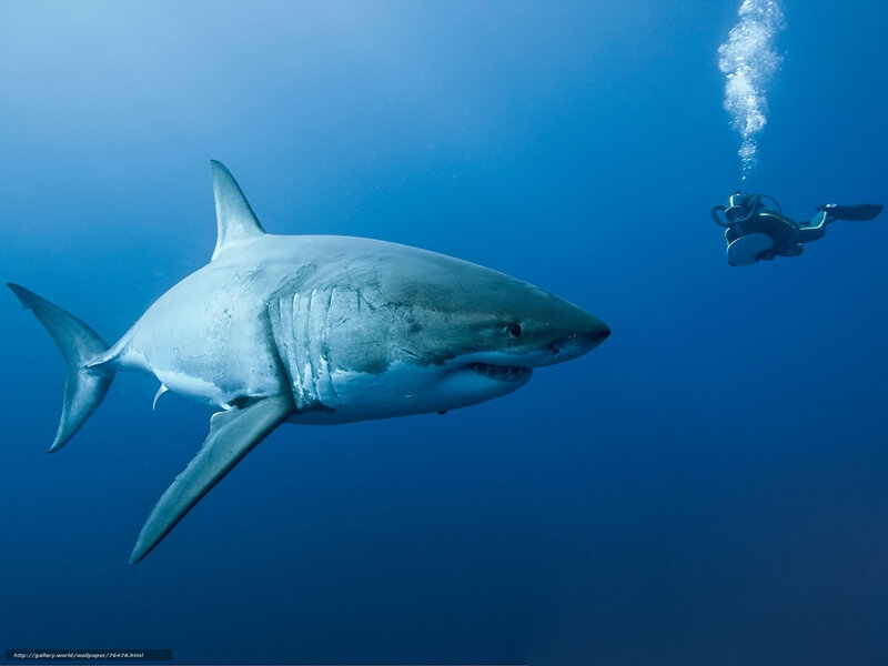 Great white shark with diver