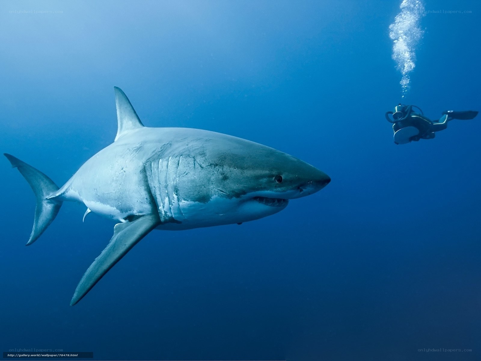 Great white shark with diver