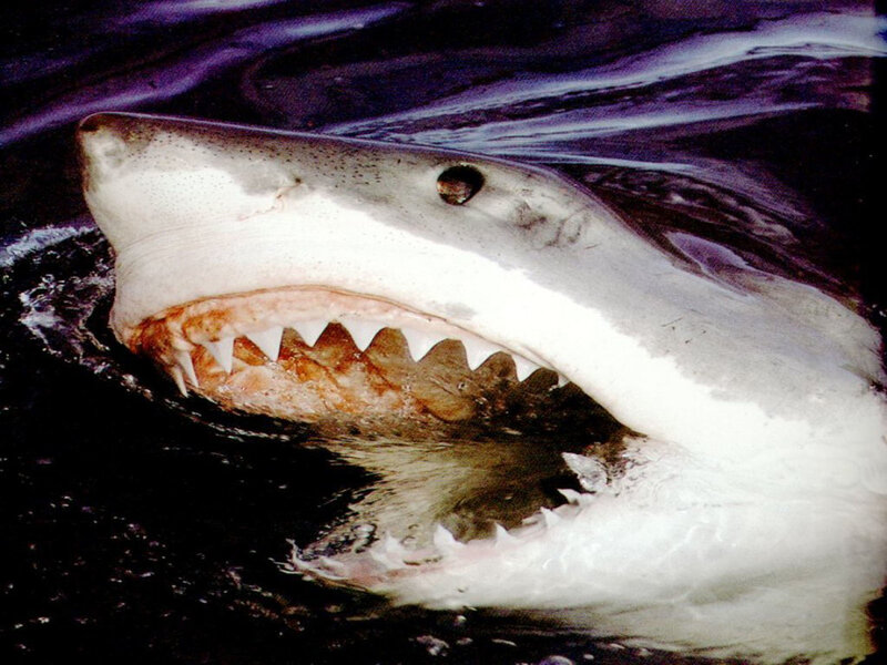 Great white shark with open mouth