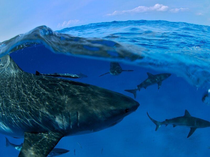 Great White Sharks Swimming