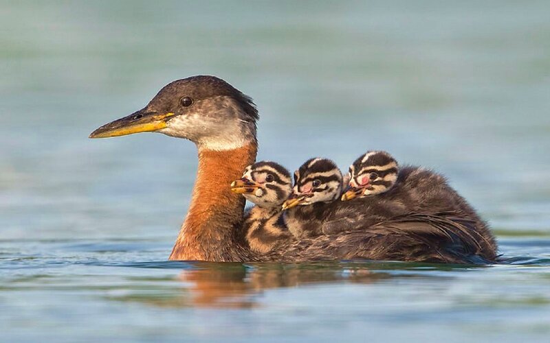 Grebe with Chicks