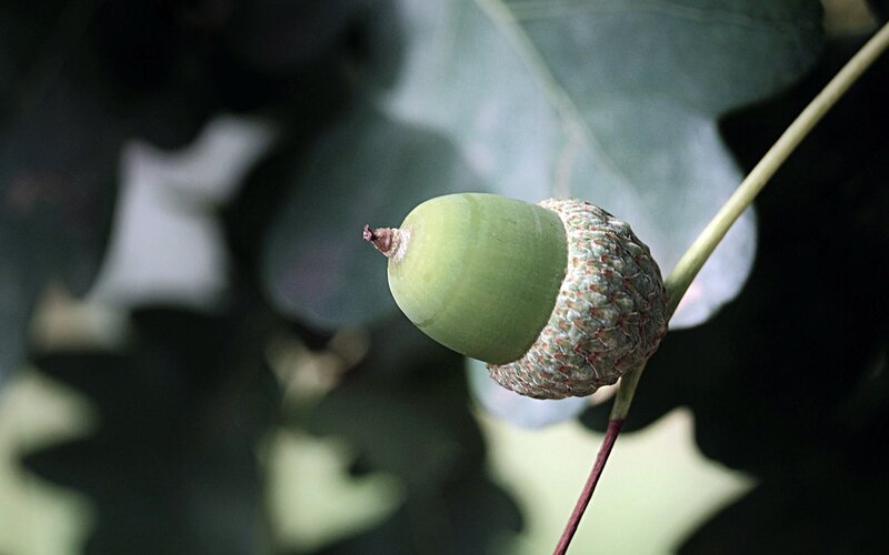 Green acorn on a branch