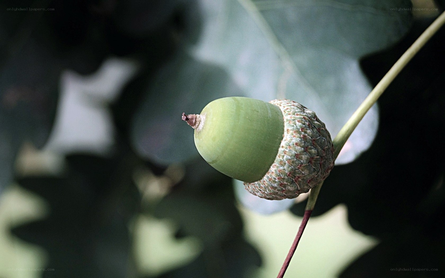 Green acorn on a branch