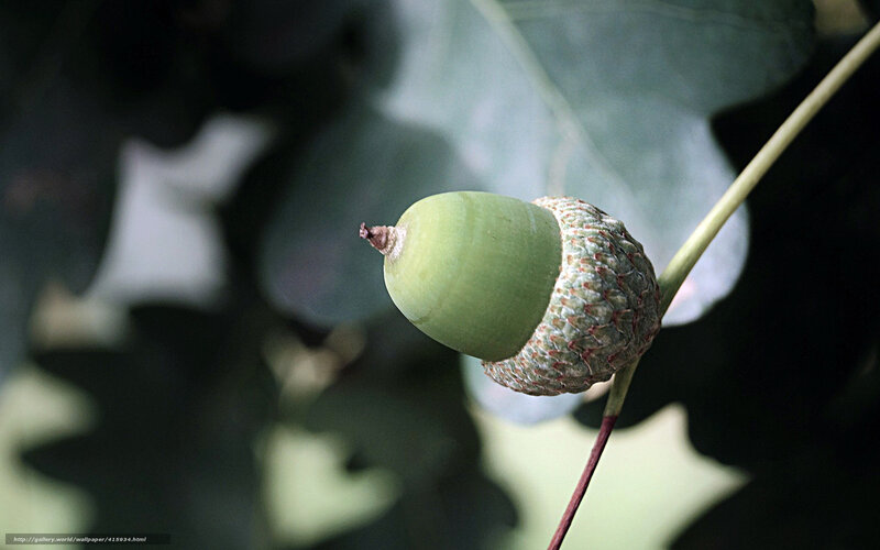 Green Acorn on Branch — Natural