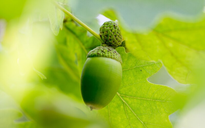 Green Acorn on Branch — Serene
