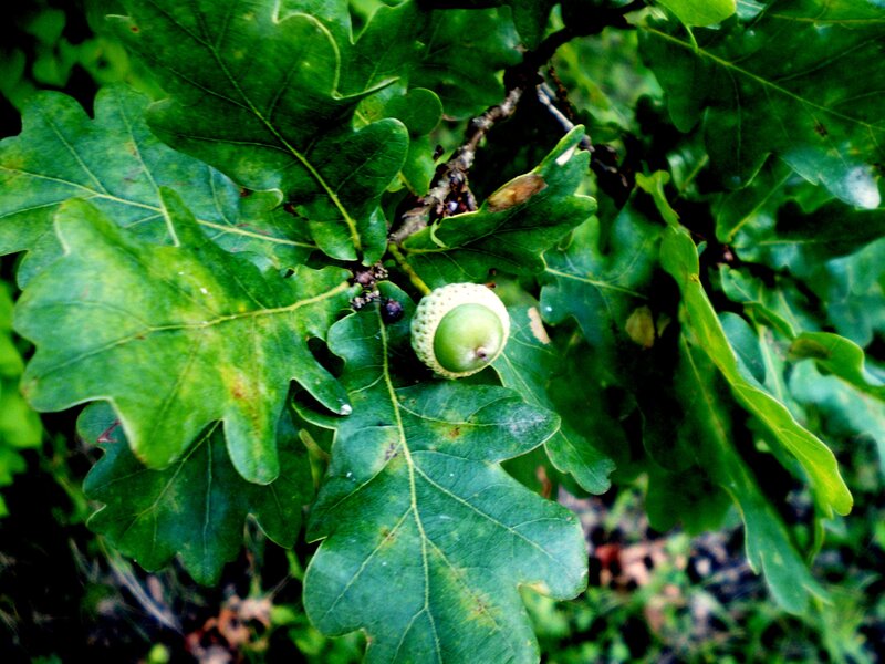 Green Acorn on Oak Branch — Natural