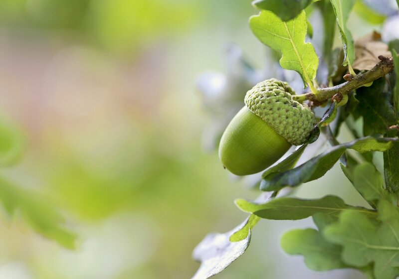 Green acorn on oak branch