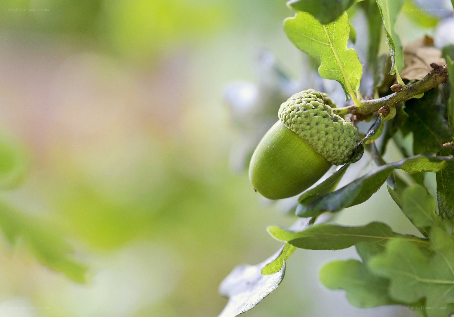 Green acorn on oak branch