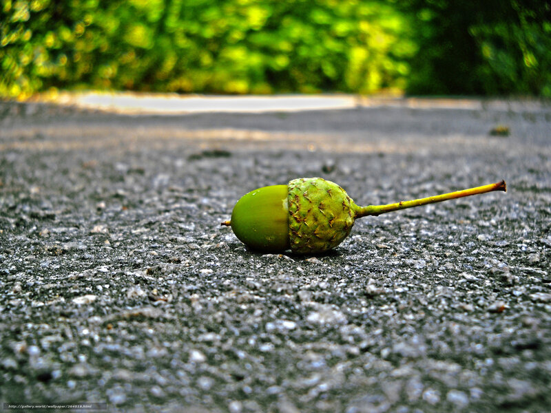 green acorn on pavement