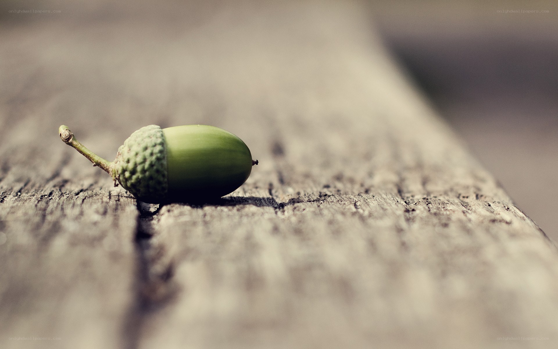 Green acorn on wooden surface