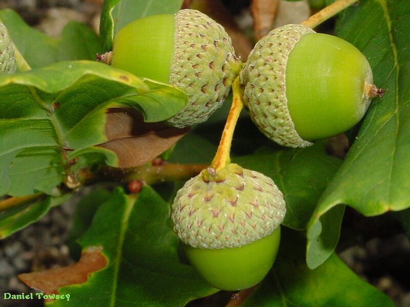 green acorns on a branch