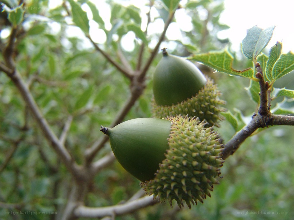 green acorns on a tree branch