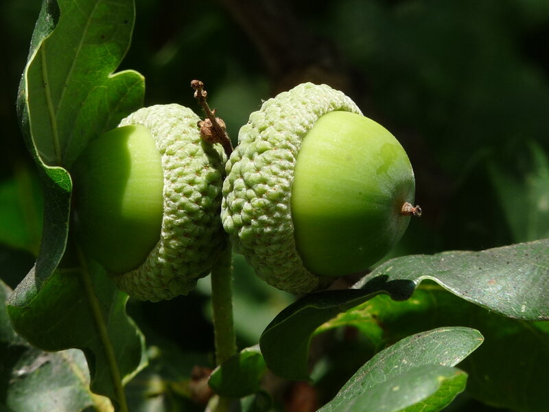 Green acorns on a tree