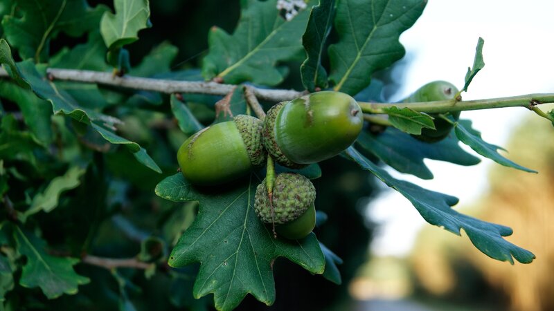 Green Acorns on Branch