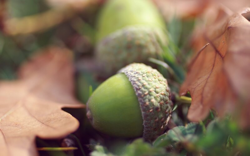 Green Acorns on Ground