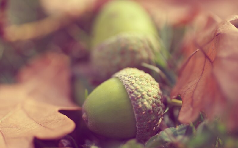 Green Acorns on Leaves