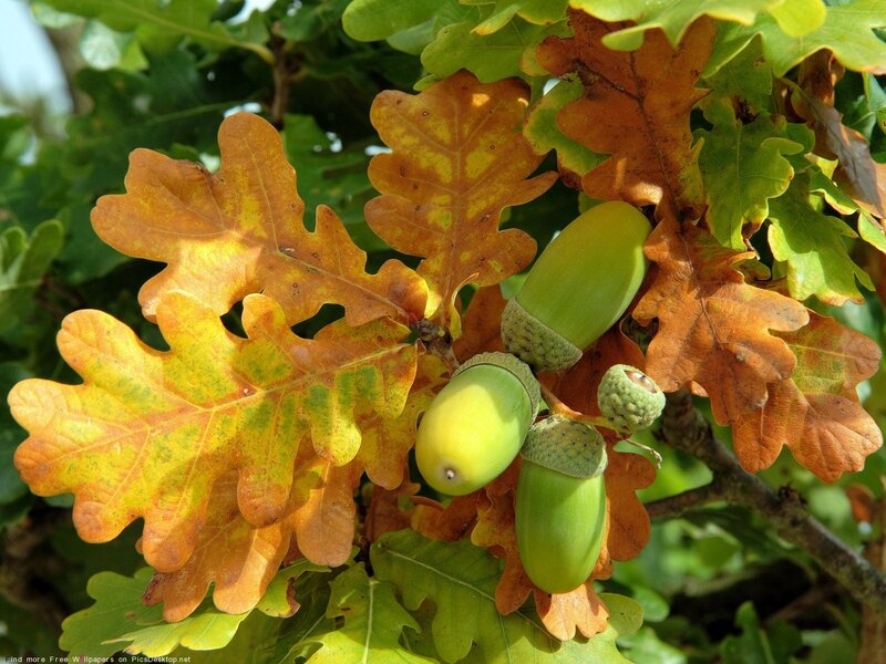 Green Acorns on Oak Branch — Natural